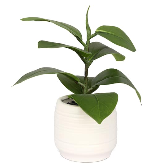 10&#x22; Ficus Plant in White Ceramic Pot by Ashland&#xAE;